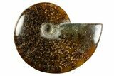 Polished Ammonite (Cleoniceras) Fossil - Madagascar #344301-1
